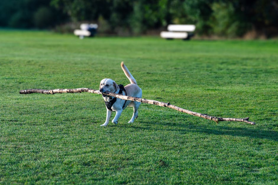 A Labrador Retriever joyfully carries a large stick across a sunny park.